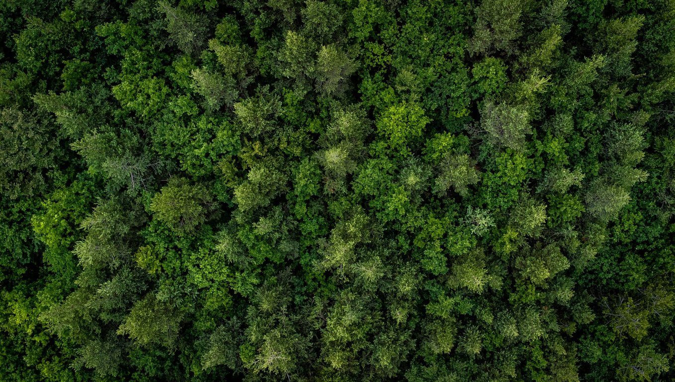 How Sustainable Is Your Pallet Choice?
